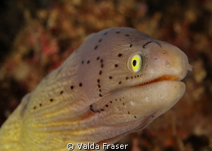 Geometric moray. by Valda Fraser 